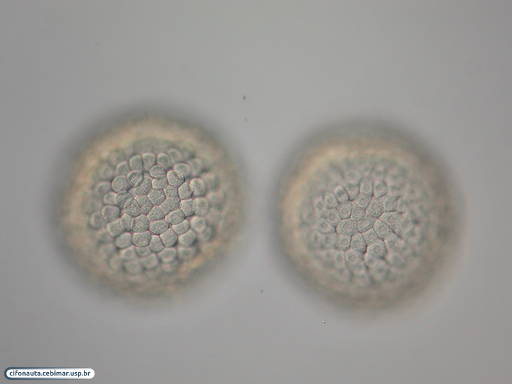 Células ectodérmicas de bolacha-do-mar durante formação da blástula