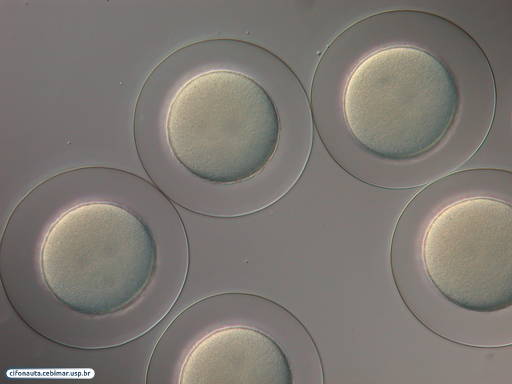 Embriões de bolacha-do-mar com 1 célula