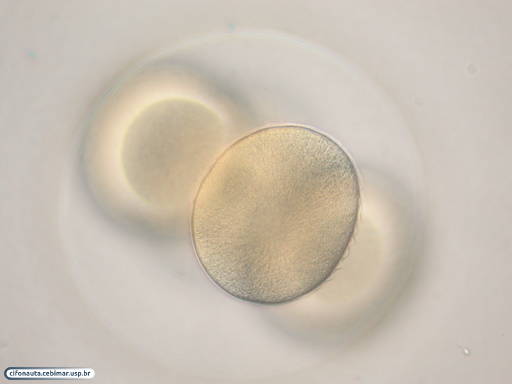 Embrião de bolacha-do-mar com 4 células