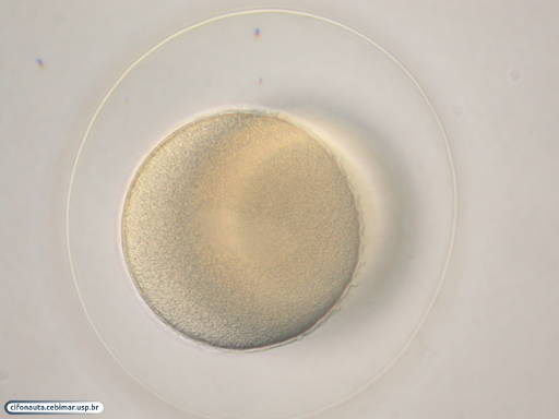 Embrião de bolacha-do-mar com 2 células