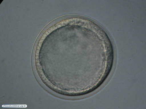 Blástula de bolacha-do-mar dentro de membrana de fertilização