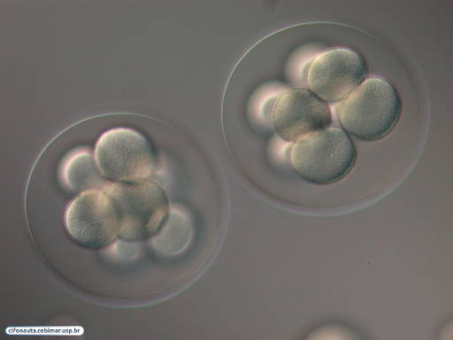 Embriões de bolacha-do-mar com 8 células