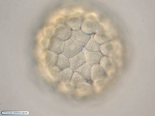 Células ectodérmicas durante formação da blástula de uma bolacha-do-mar