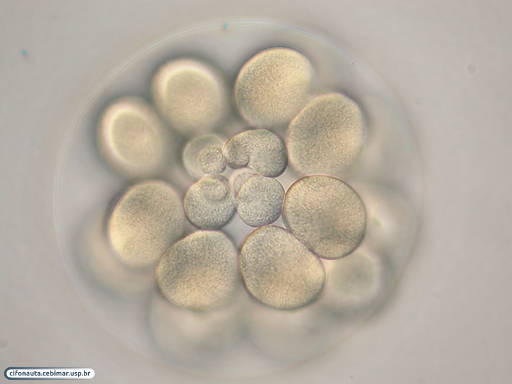 Embryo during fifth cleavage