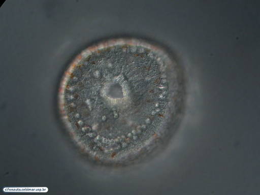 Polo vegetativo da larva prisma de bolacha-do-mar