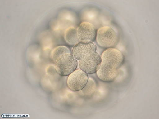 Embrião de bolacha-do-mar durante sexta clivagem