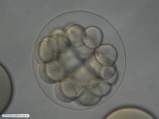 Embrião de bolacha-do-mar com 32 células