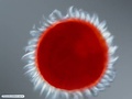 Bryozoan coronate larva