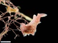 Sea slug associated with a bryozoan