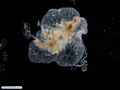 Benthic comb jelly (ctenophore)