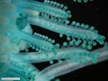 Floating colonial hydrozoan - detail of dactylozooids