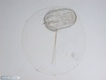 Juvenile comb jelly (ctenophore)