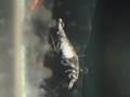 Symbiotic crustacean associated with a comb jelly (ctenophore)