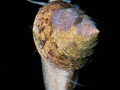 Epibiotic snail