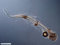 Fish larva