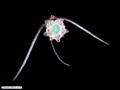 Larva de ofiuróide - ofioplúteus