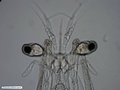 Larva de tamburutaca