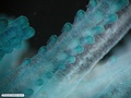 Floating colonial hydrozoan - detail of dactylozooids