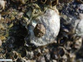 Limpet snail