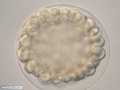 Embryo during blastula formation