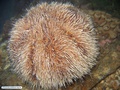 White sea urchin