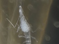 Symbiotic crustacean associated with a comb jelly (ctenophore)