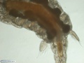 Parasitic copepod of the clam Tivela mactroides