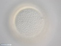 Células da superfície da blástula de bolacha-do-mar