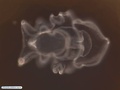 Larva de pepino-do-mar (auriculária)