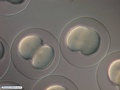 Embriões de bolacha-do-mar iniciando primeira clivagem