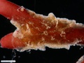 Benthic ctenophore on red alga