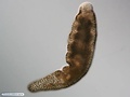 Acoel worm