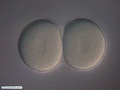 Embryo with 2 cells