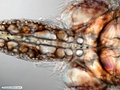 Copépode parasita de peixe
