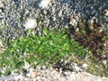 Green alga
