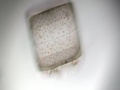 Pedunculated ciliate on planktonic diatom