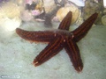 Estrela-do-mar liberando gametas