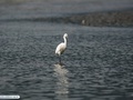 Egret bird
