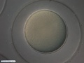 Embrião de bolacha-do-mar com 1 célula