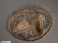 Bryozoan larva (cyphonautes)
