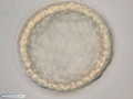 Embryo during blastula formation