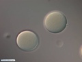 Ovules