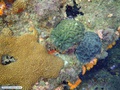 Coral-cerebro e zoantídeo