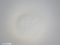 Células da superfície da blástula de uma bolacha-do-mar