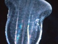 Comb jelly or ctenophore