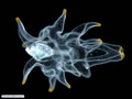 Starfish bipinnaria larva