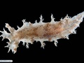 Nudibranch (sea slug) associated with a bryozoan