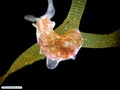 Sea slug on brown alga