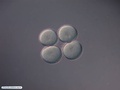 Embrião de bolacha-do-mar com 4 células (sem membrana de fertilização)