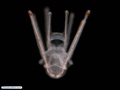 Pluteus larva